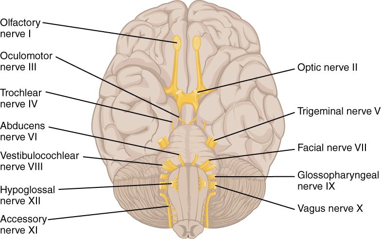 The twelve cranial nerves reference figure