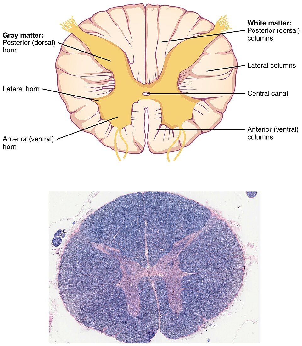 Spinal cord cross-section reference figure