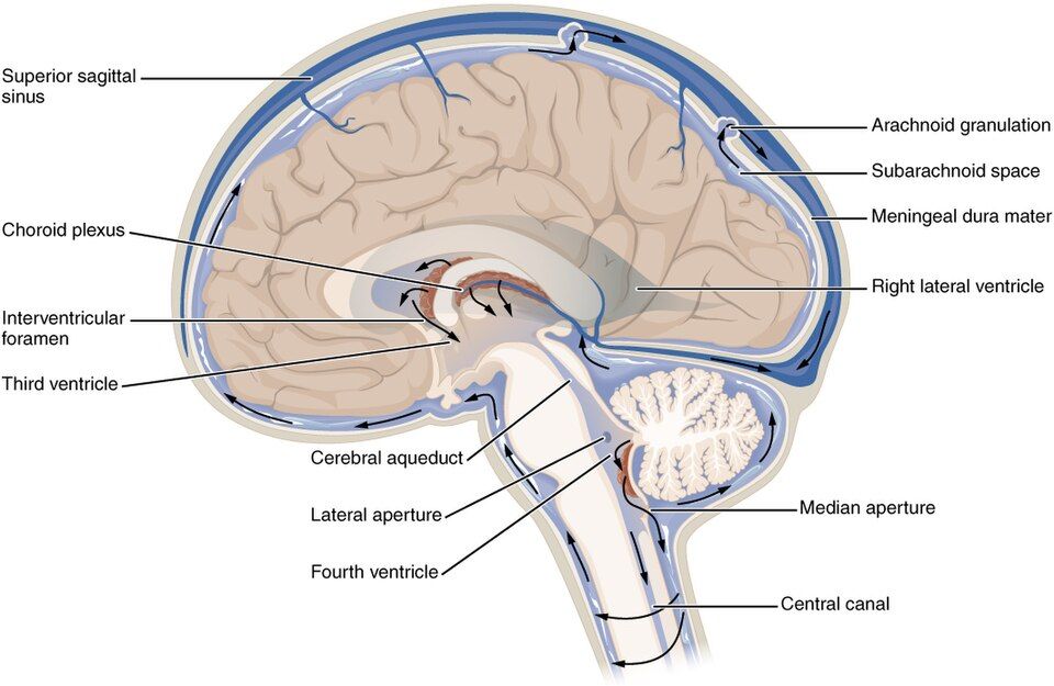 Ventricles and cerebrospinal fluid flow reference figure