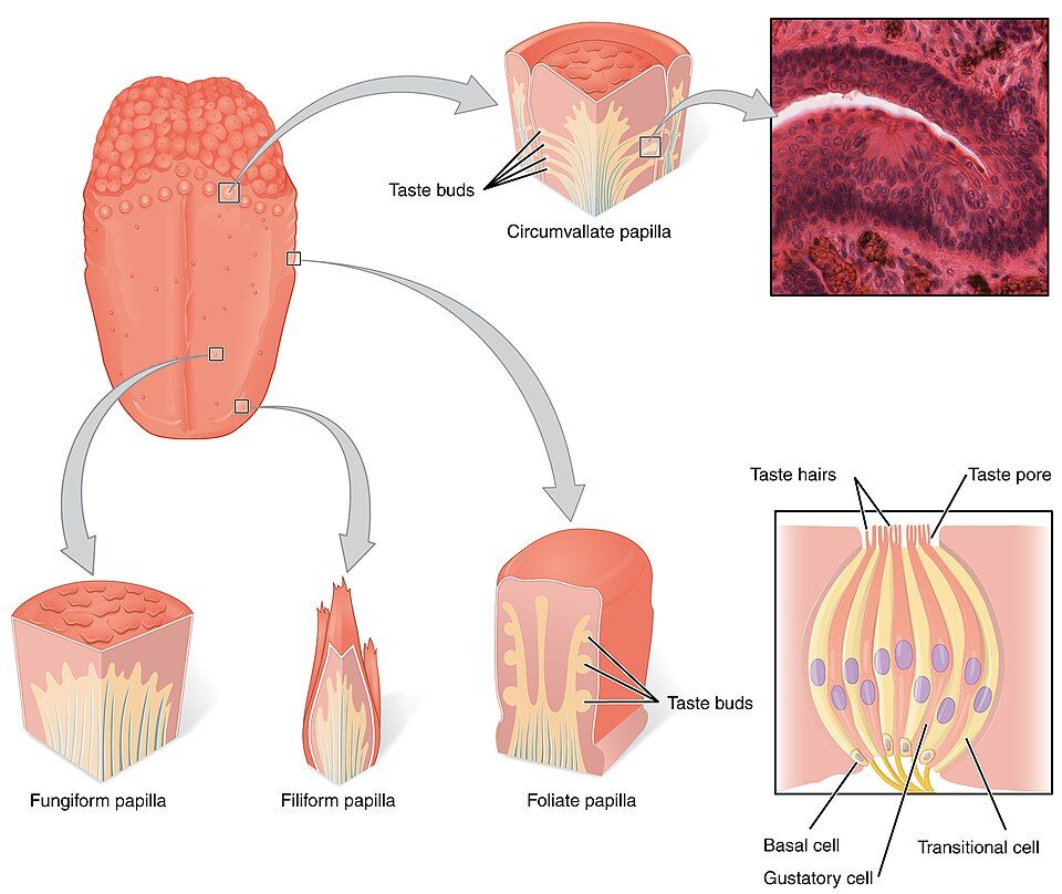 Tongue papillae and taste bud structure reference figure