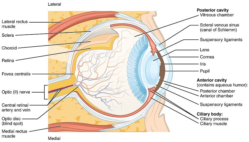 Cross-section of the eyeball reference figure