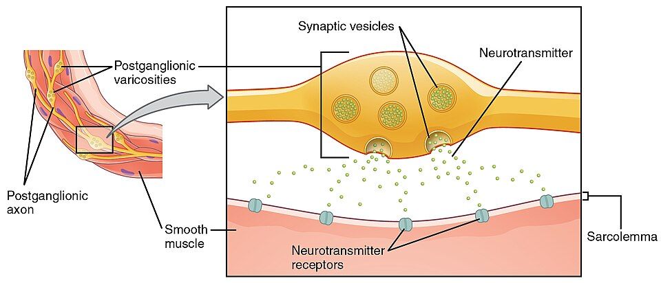 Postganglionic varicosities releasing neurotransmitter onto smooth muscle reference figure