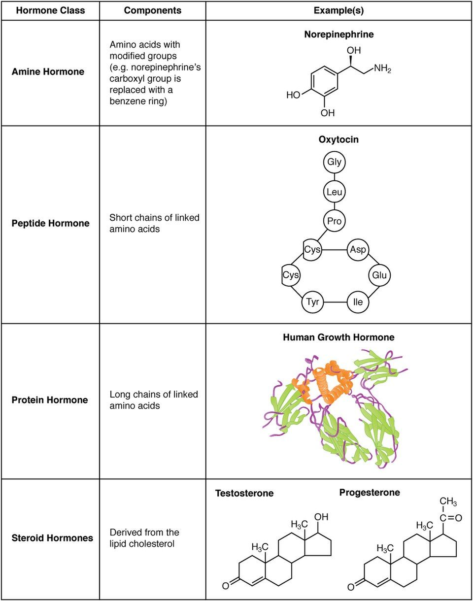 Lipid-soluble and water-soluble hormone mechanisms of action reference figure