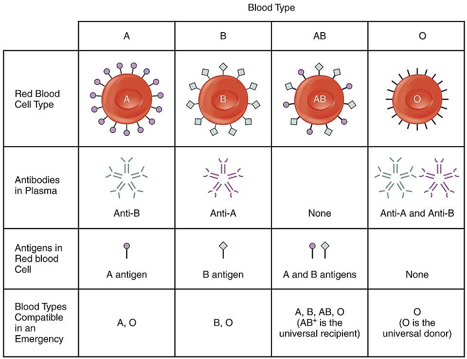 ABO blood types antigens and antibodies reference figure