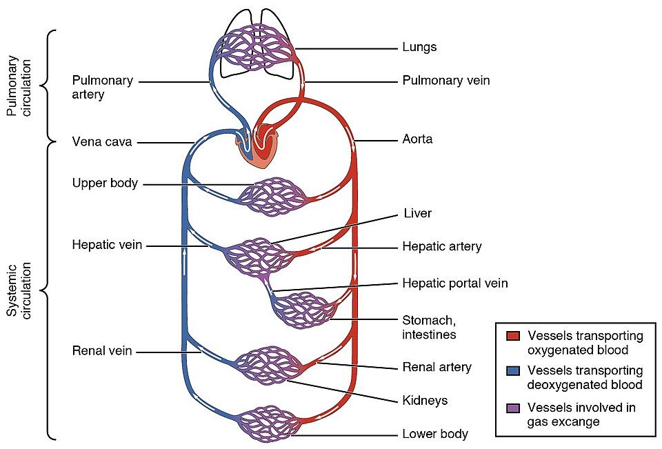 Pulmonary and systemic circulation reference figure