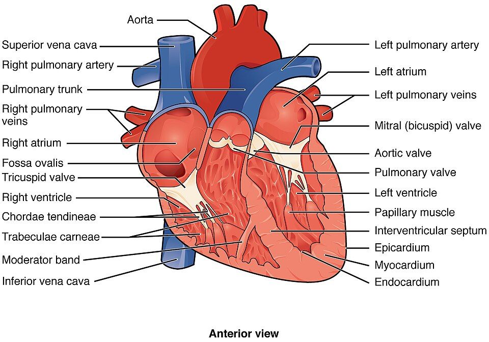 Anterior frontal section of the heart reference figure