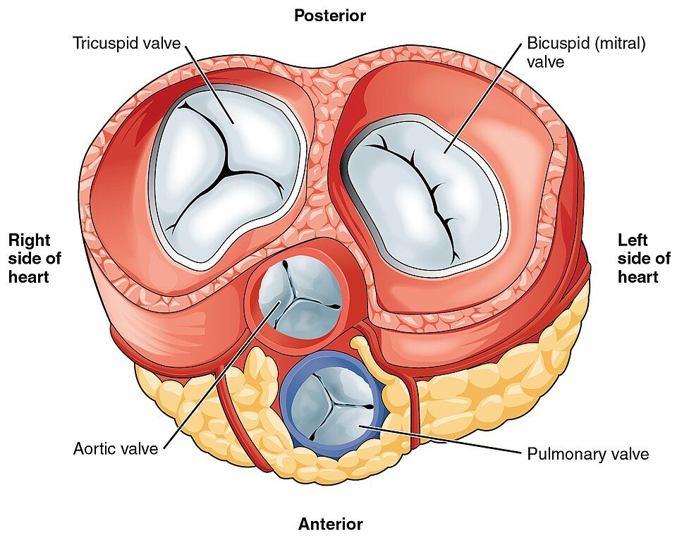 Superior view of the four heart valves reference figure