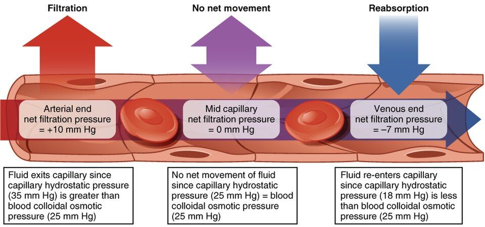 Capillary fluid exchange forces reference figure