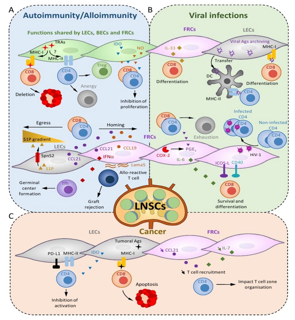 T lymphocyte types and cell-mediated immunity reference figure