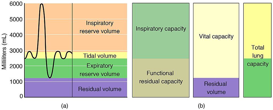 Lung volumes and capacities spirometry reference figure