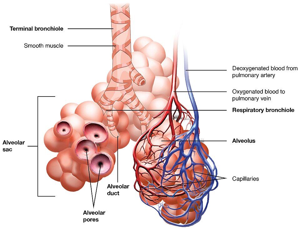 The alveolus and respiratory membrane reference figure