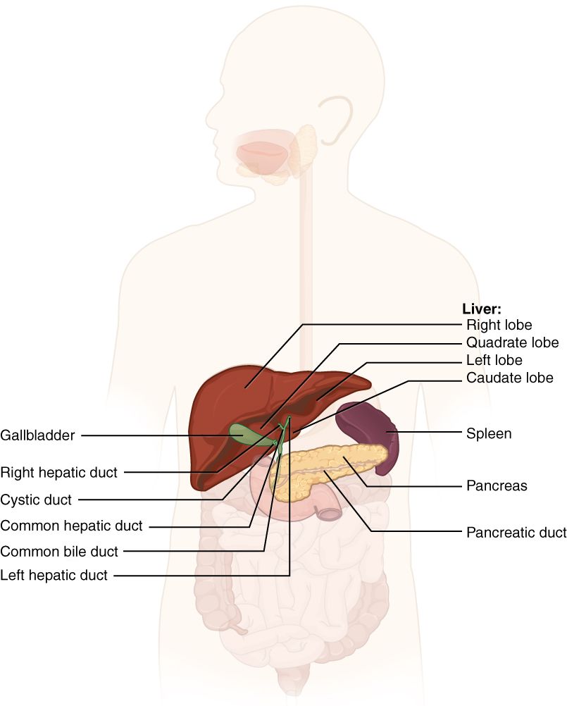 Accessory digestive organs and their ducts reference figure
