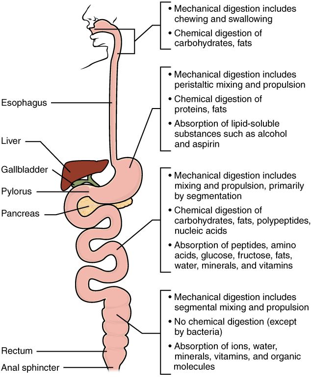 Chemical digestion of nutrients reference figure