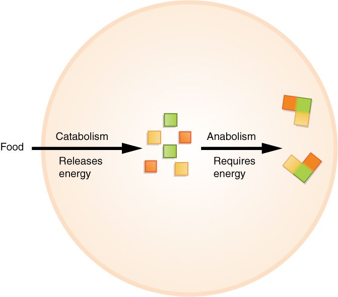 Energy balance reference figure