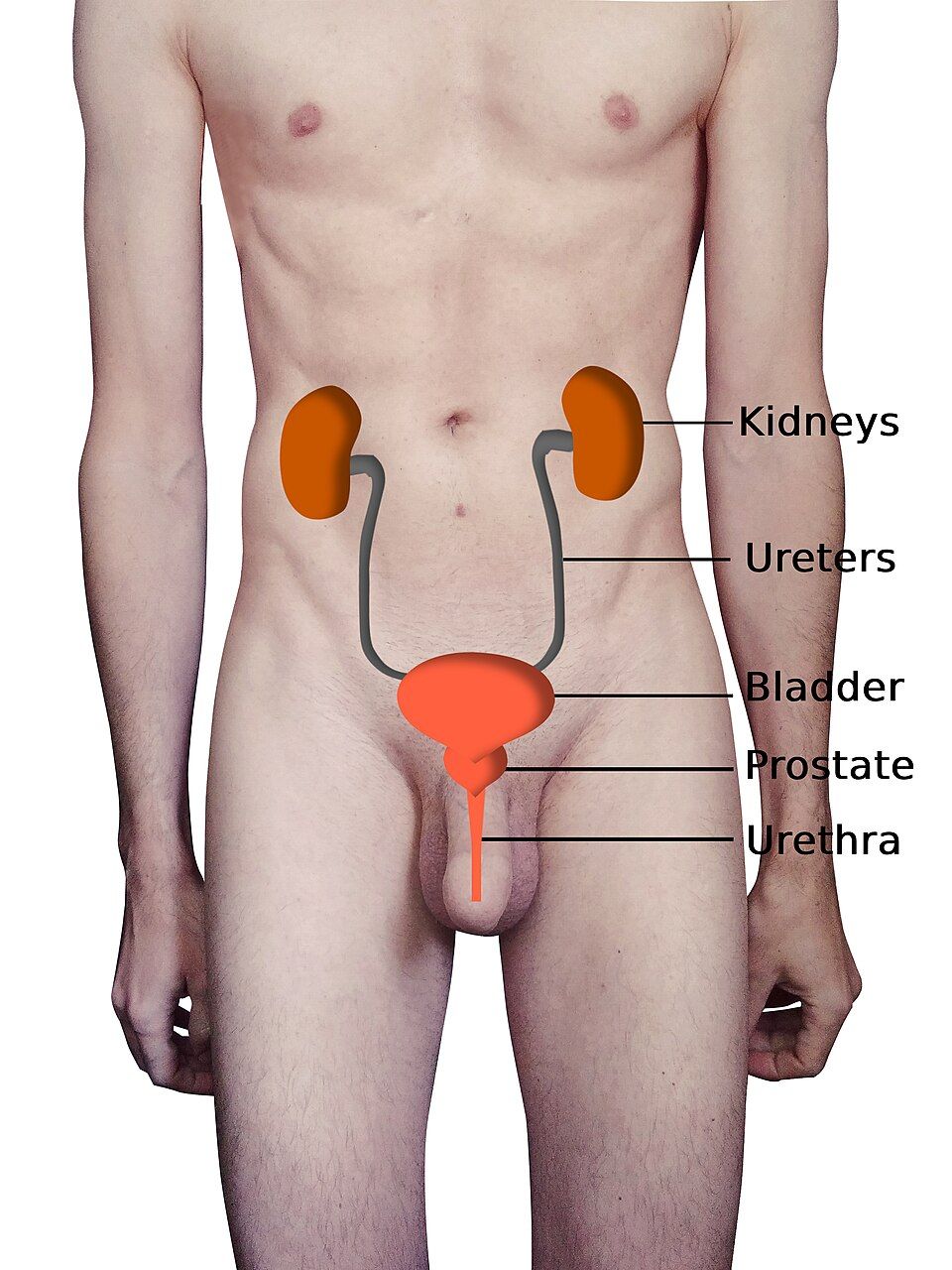 The urinary system reference figure