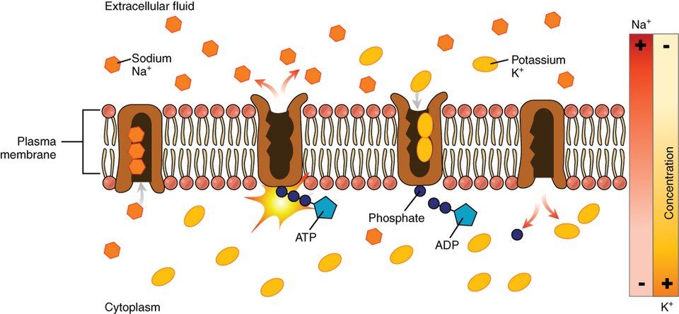 Major electrolytes reference figure