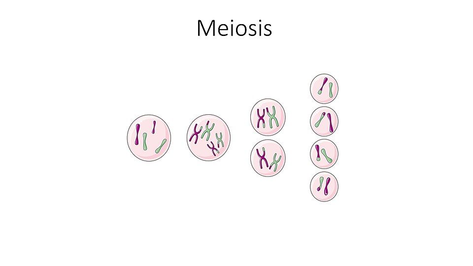 Meiosis reference figure