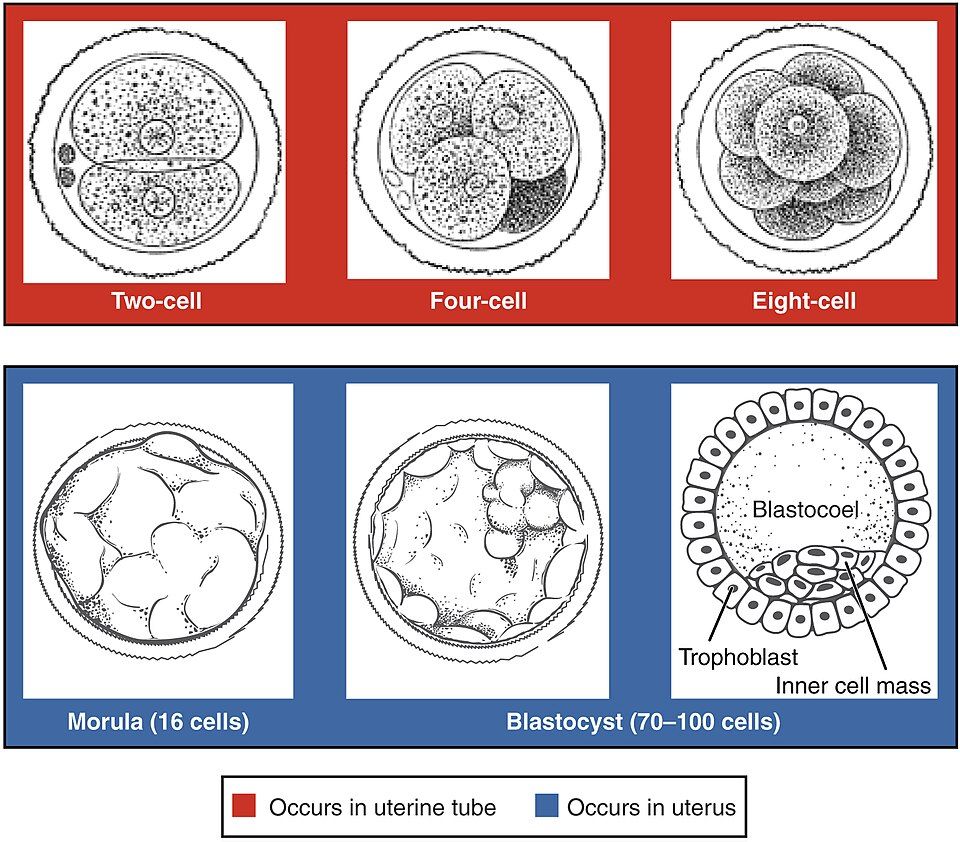 Cleavage stages from two-cell to blastocyst reference figure