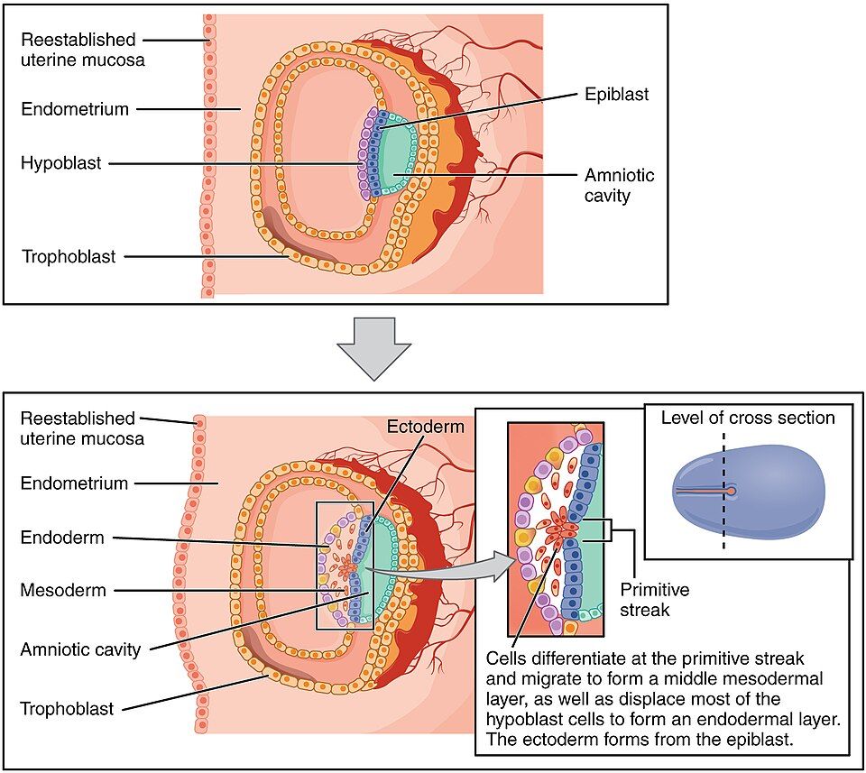 Gastrulation and the three germ layers reference figure