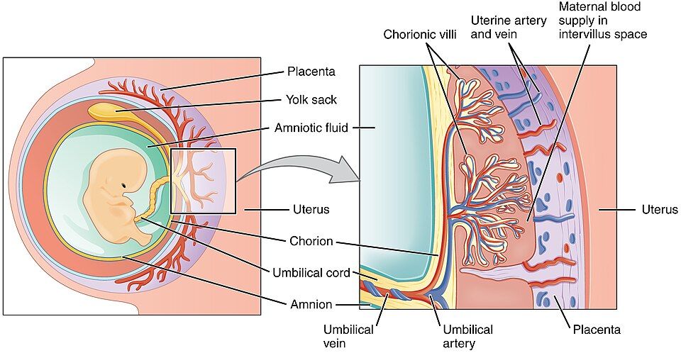 Placenta and fetal membranes reference figure