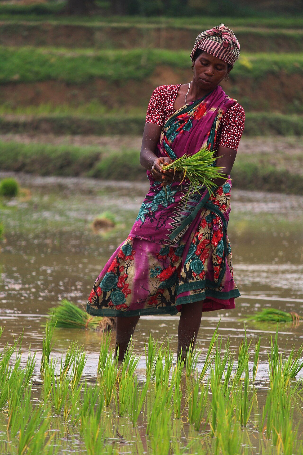 Santhal women transplanting rice seedlings in a flooded paddy field