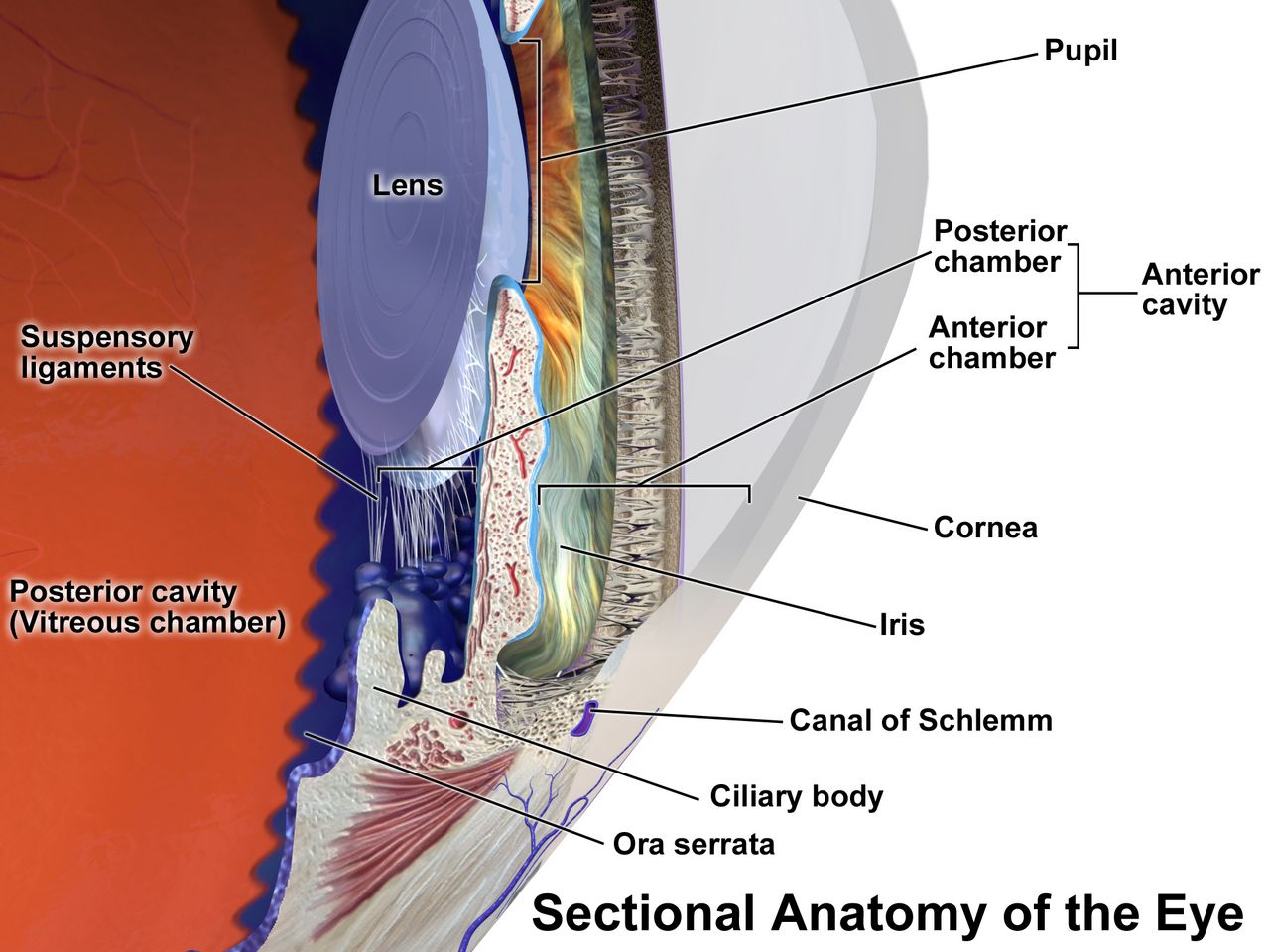 Ocular anatomy from cornea to optic nerve &mdash; the structures behind every finding you will chart.