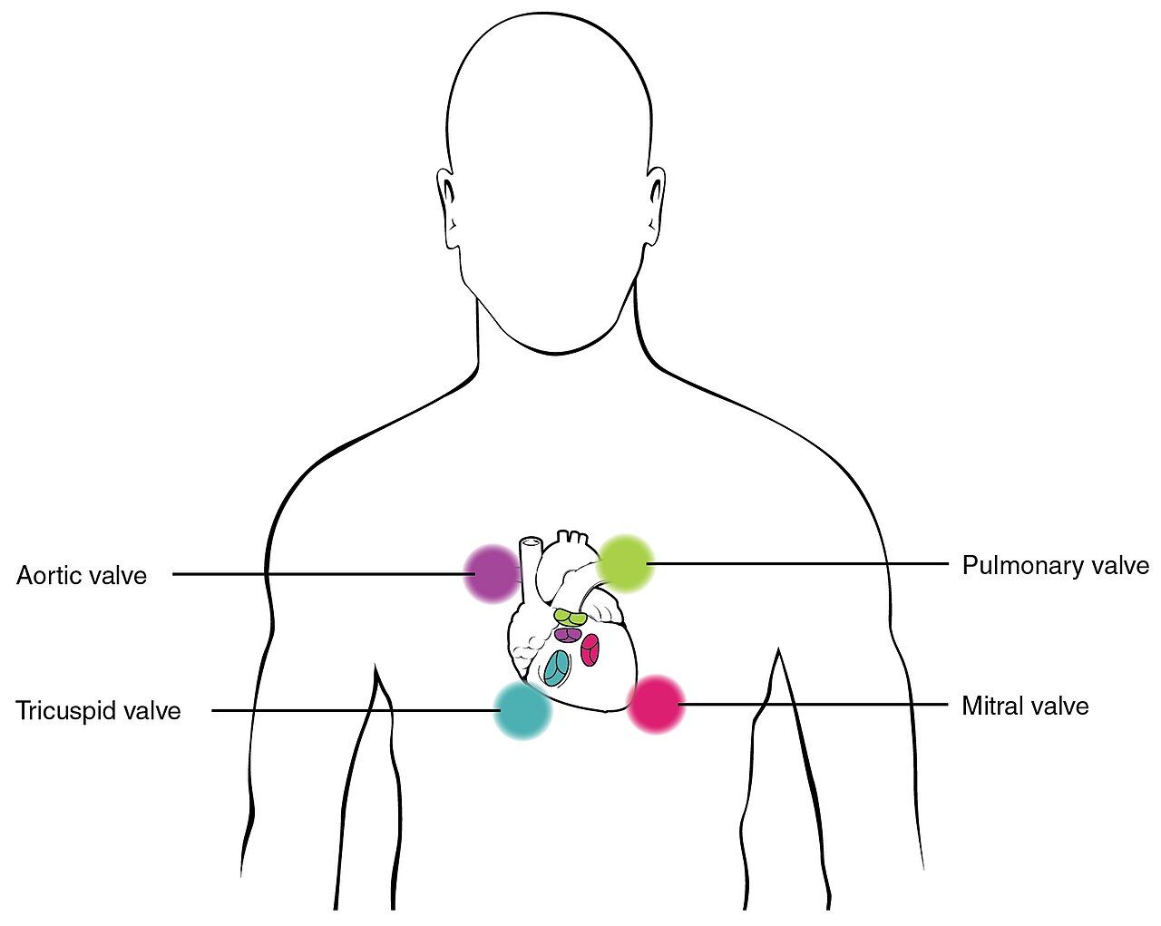 Clinician auscultating the abdomen with the diaphragm of a stethoscope over the right lower quadrant of a supine patient
