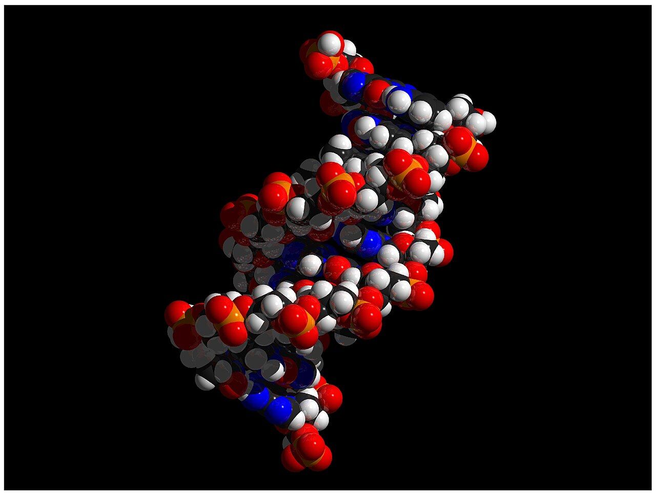 The DNA double helix, carrier of the genetic material