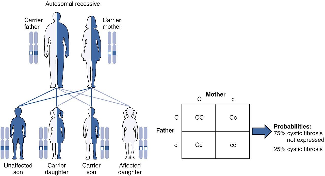 A pedigree diagram of autosomal recessive inheritance showing carrier parents and affected offspring