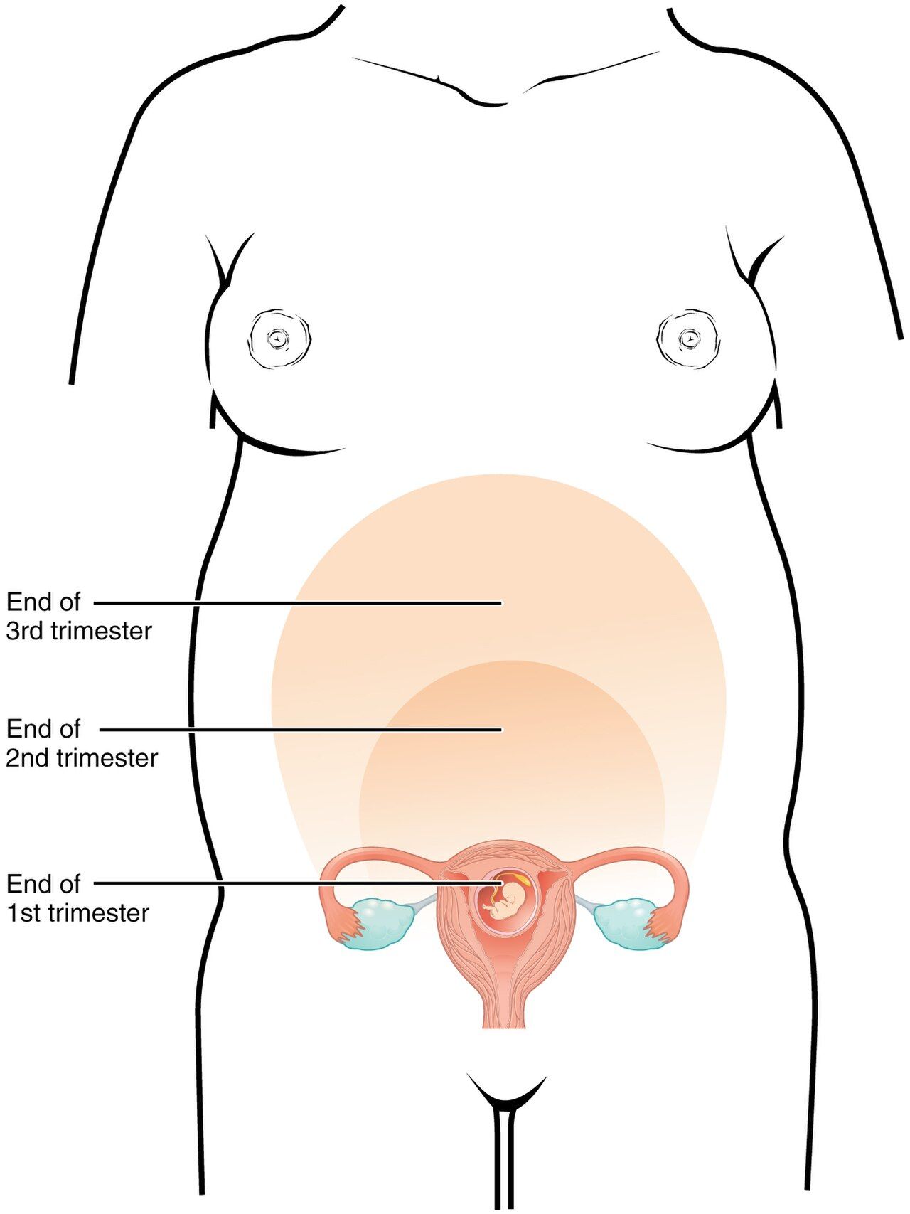Illustration of the growing uterus across the months of pregnancy