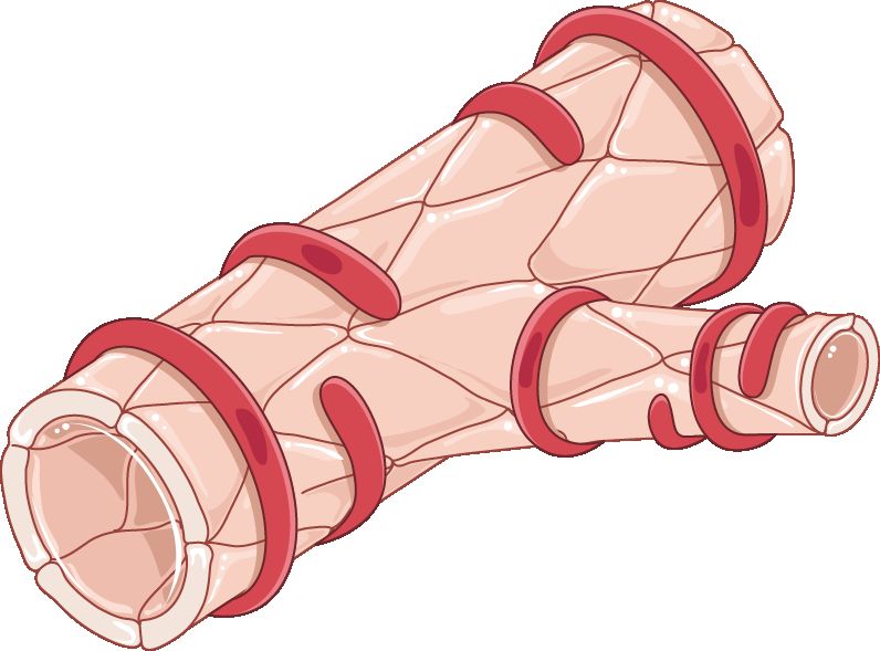 Diagram of the postpartum uterus showing the placental site and the criss-crossing myometrial muscle fibres that compress spiral arterioles when the uterus contracts
