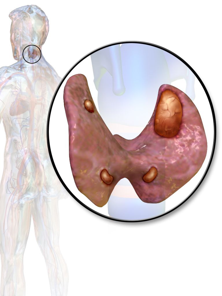 Diagram of calcium homeostasis showing parathyroid hormone, calcitonin, vitamin D and the interaction of bone, kidney and intestine