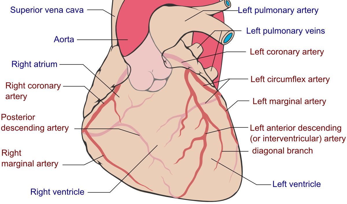 The coronary arteries sit on the surface of the heart and feed inward, so the subendocardium — the last tissue perfused — is the first to die.