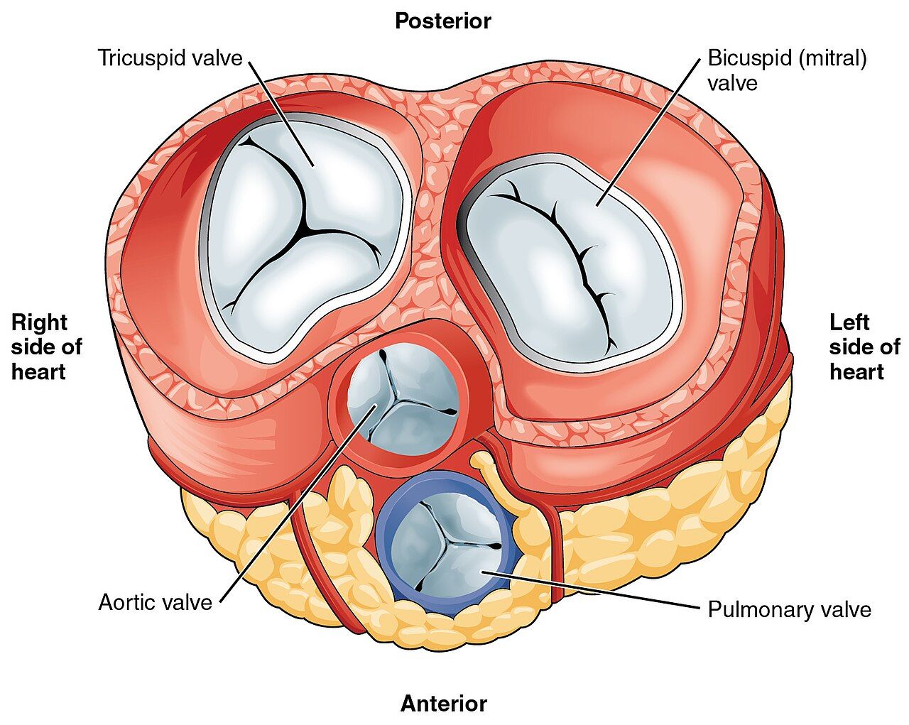 The four valves seen from above: a stenotic valve will not open, a regurgitant valve will not close, and each failure loads a specific chamber.