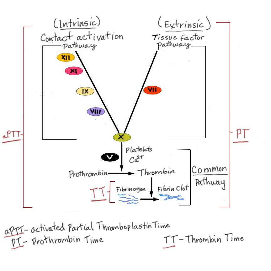 The cascade matters clinically only because it tells you which test to draw and which product to hang.