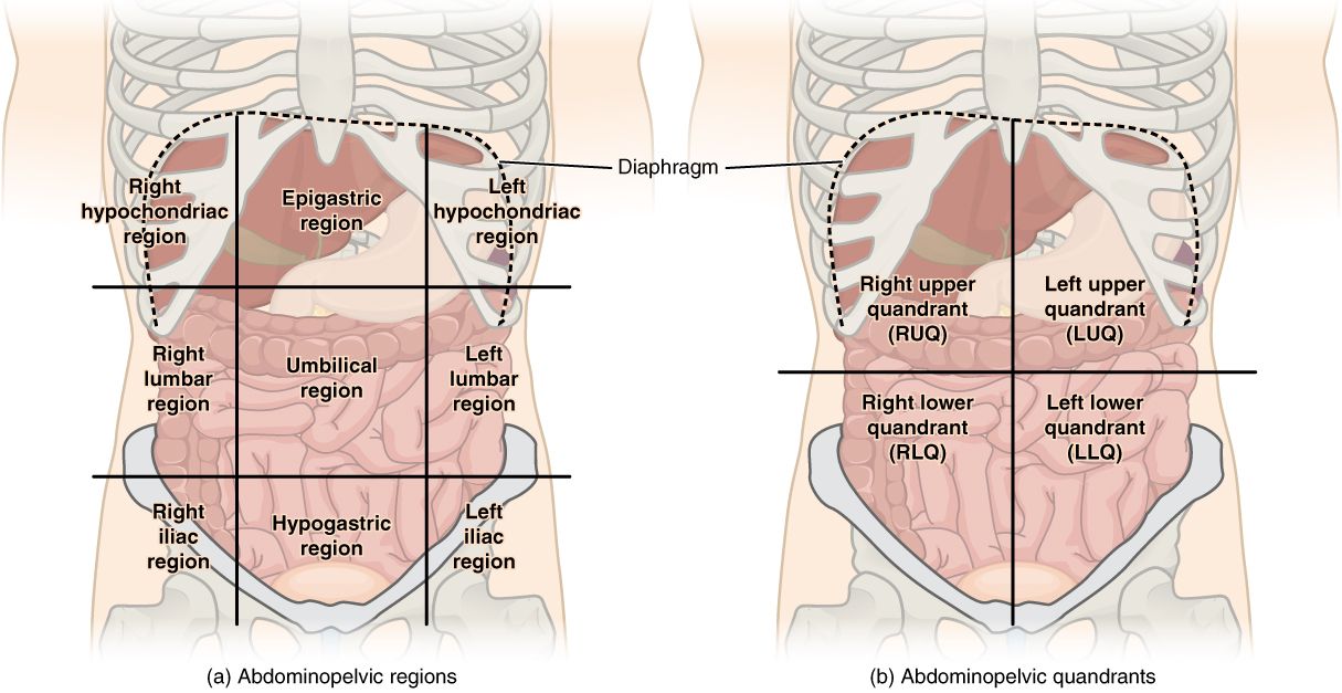 Surface mapping of the abdomen into quadrants lets the nurse translate a patient&rsquo;s report of pain into a list of organs at risk.