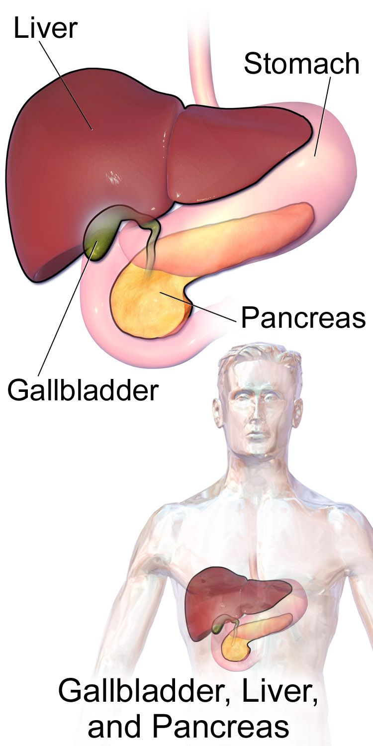 Anatomical illustration of the liver, gallbladder, common bile duct and pancreas showing the biliary tree draining into the duodenum