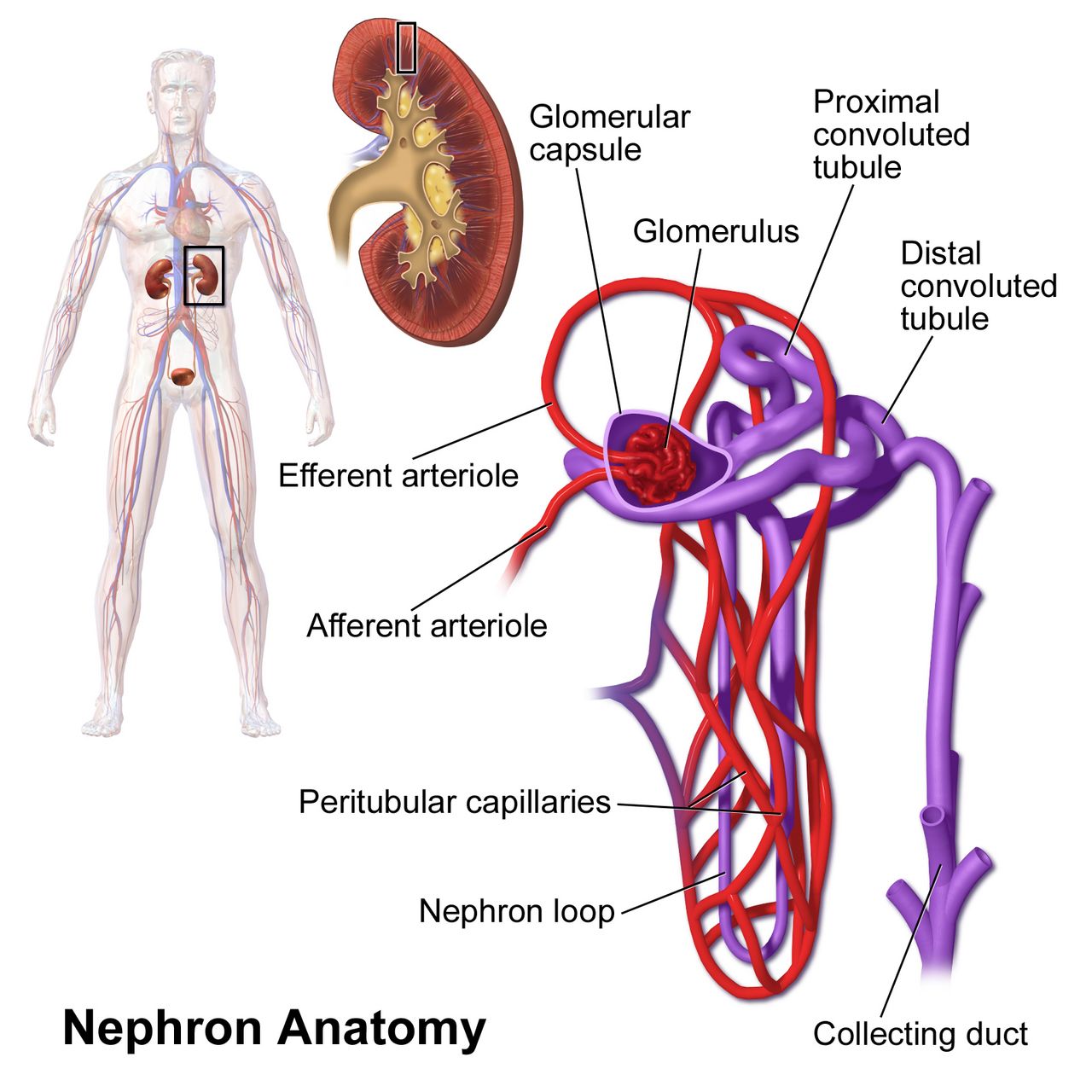 The nephron is the functional unit of the kidney; every renal lab value you interpret is a report on what happened along this tube.