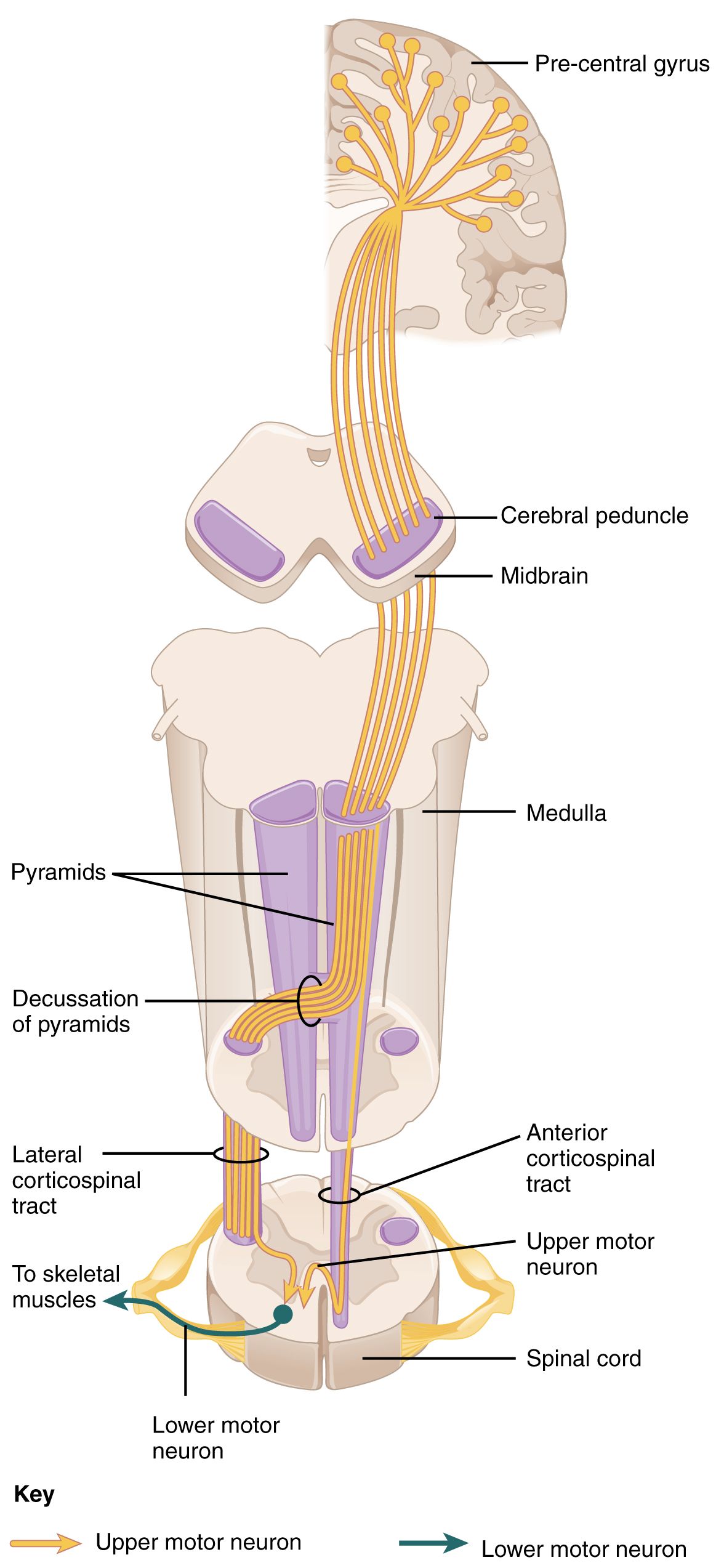 The motor pathway from cortex to muscle — the level at which it fails determines every finding you will document.