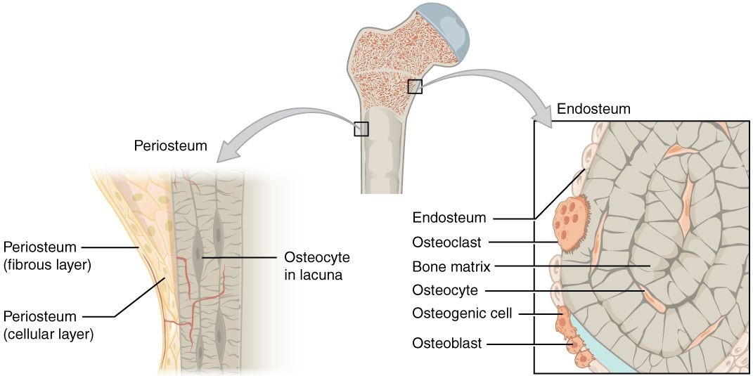 Labeled cross-section of a long bone showing the diaphysis, proximal and distal epiphyses, metaphysis, periosteum, compact and spongy bone, and the medullary cavity containing marrow