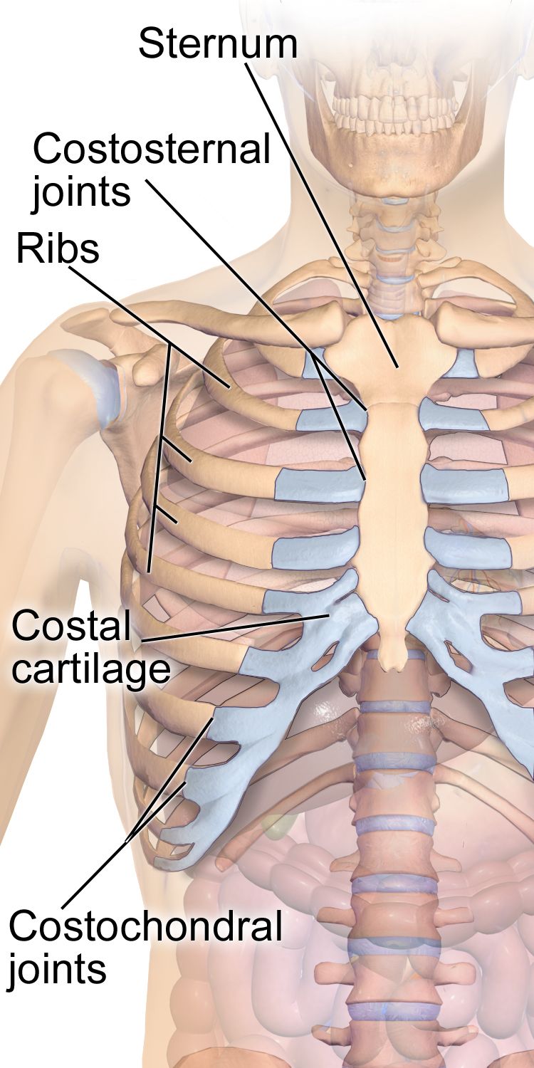 Cross-section of a synovial joint showing articular cartilage, joint capsule, synovial membrane, synovial fluid, ligaments and an adjacent bursa