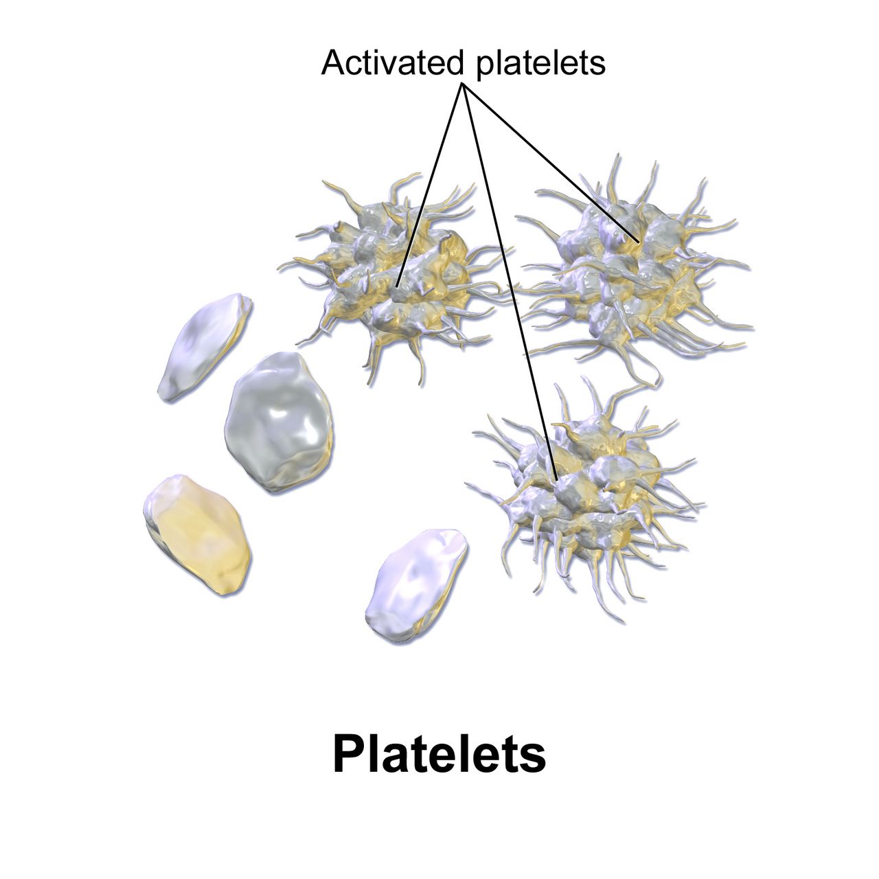 Three-dimensional rendering of platelets, showing smooth resting platelets alongside activated platelets with spiky projections
