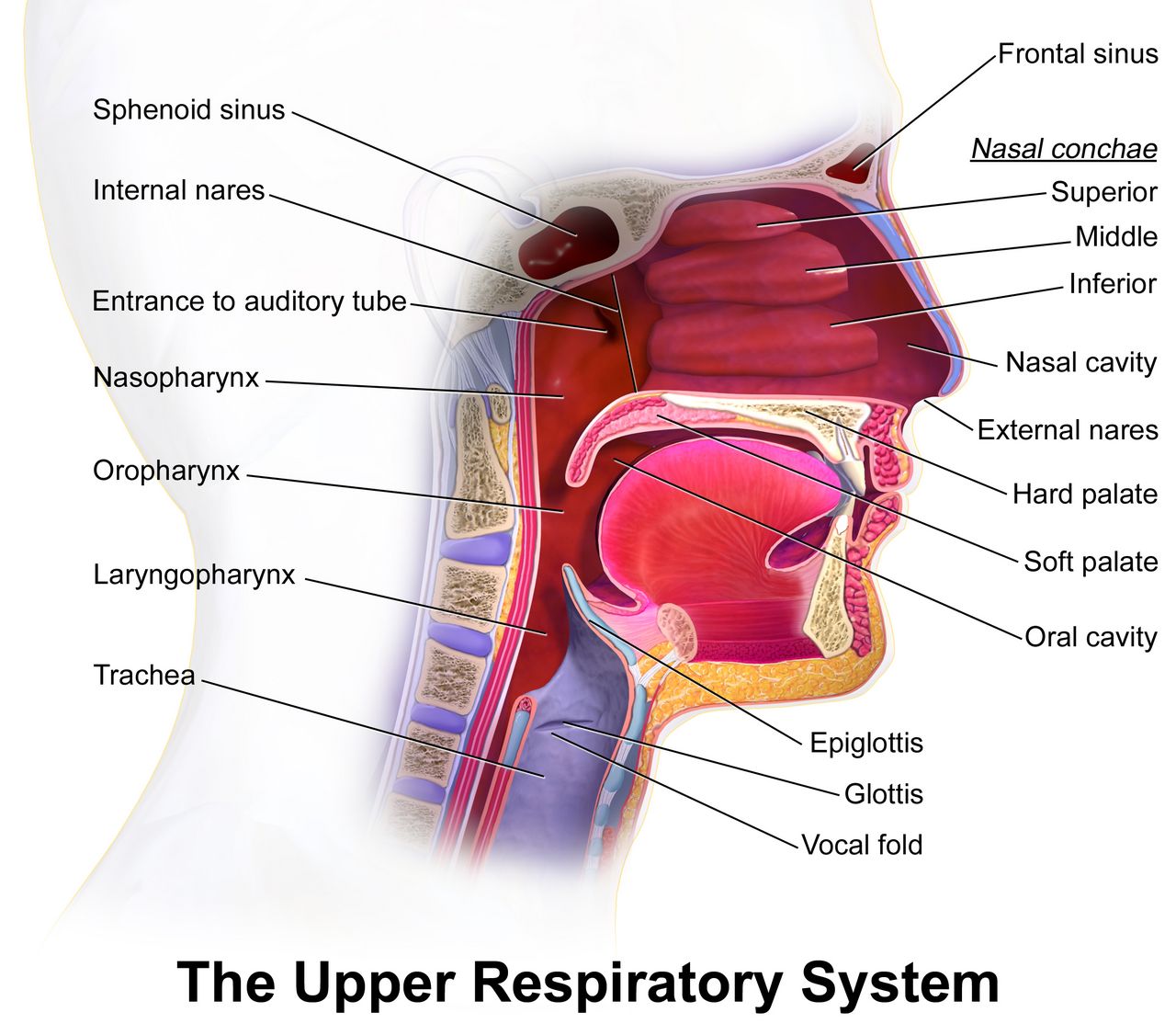 Labelled diagram of the human respiratory tract showing nasal cavity, pharynx, larynx, trachea, bronchi, bronchioles, alveoli and the lungs within the thoracic cavity