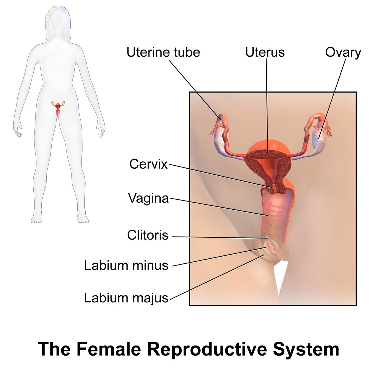 Labeled sagittal and frontal anatomical diagram of the female reproductive organs showing ovaries, uterine tubes with fimbriae, uterus, endometrium, myometrium, cervix, vagina and vulva