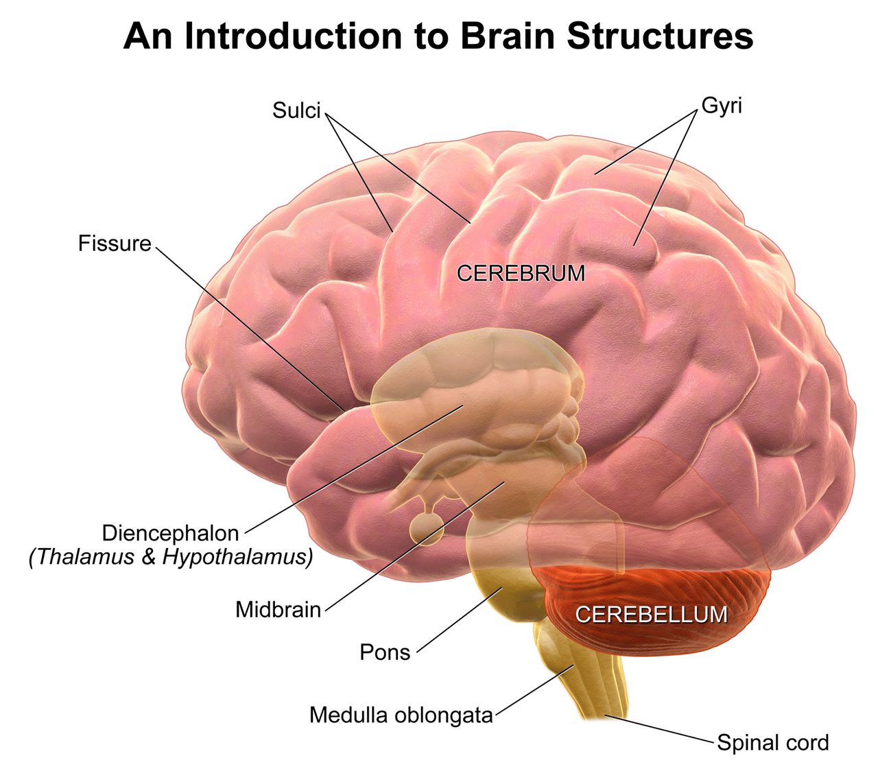 Labeled diagram of the human brain in midsagittal section showing cerebrum, cerebellum, brainstem, corpus callosum and ventricles