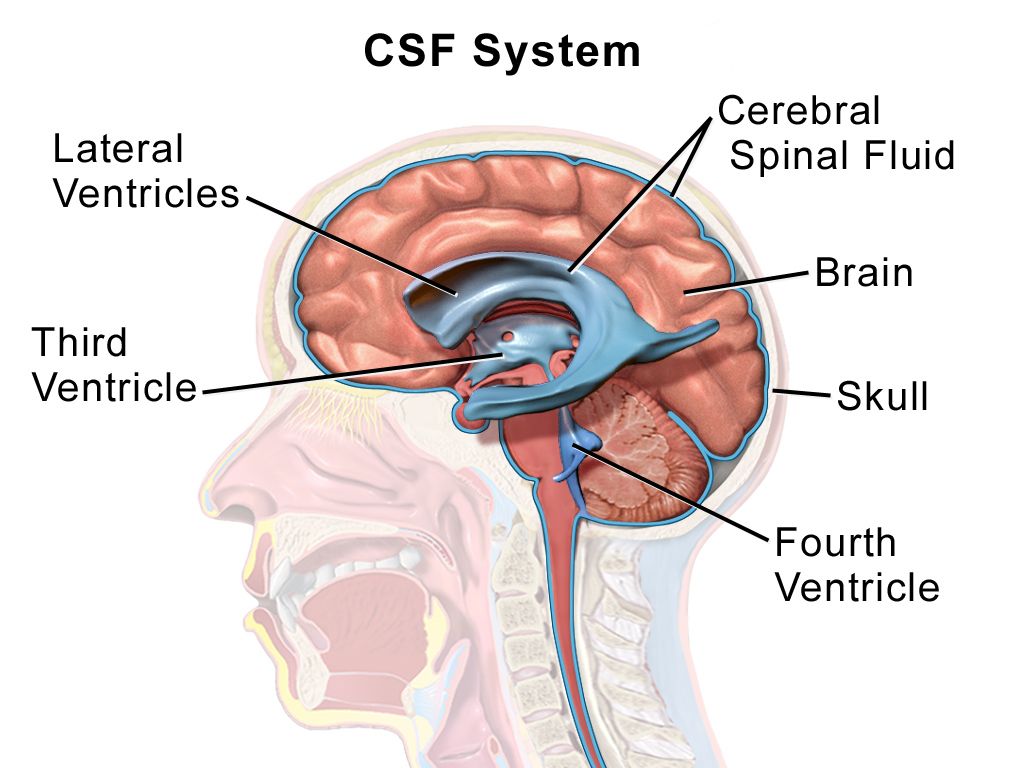 Diagram of a lumbar puncture showing a needle entering the subarachnoid space between lower lumbar vertebrae to sample cerebrospinal fluid