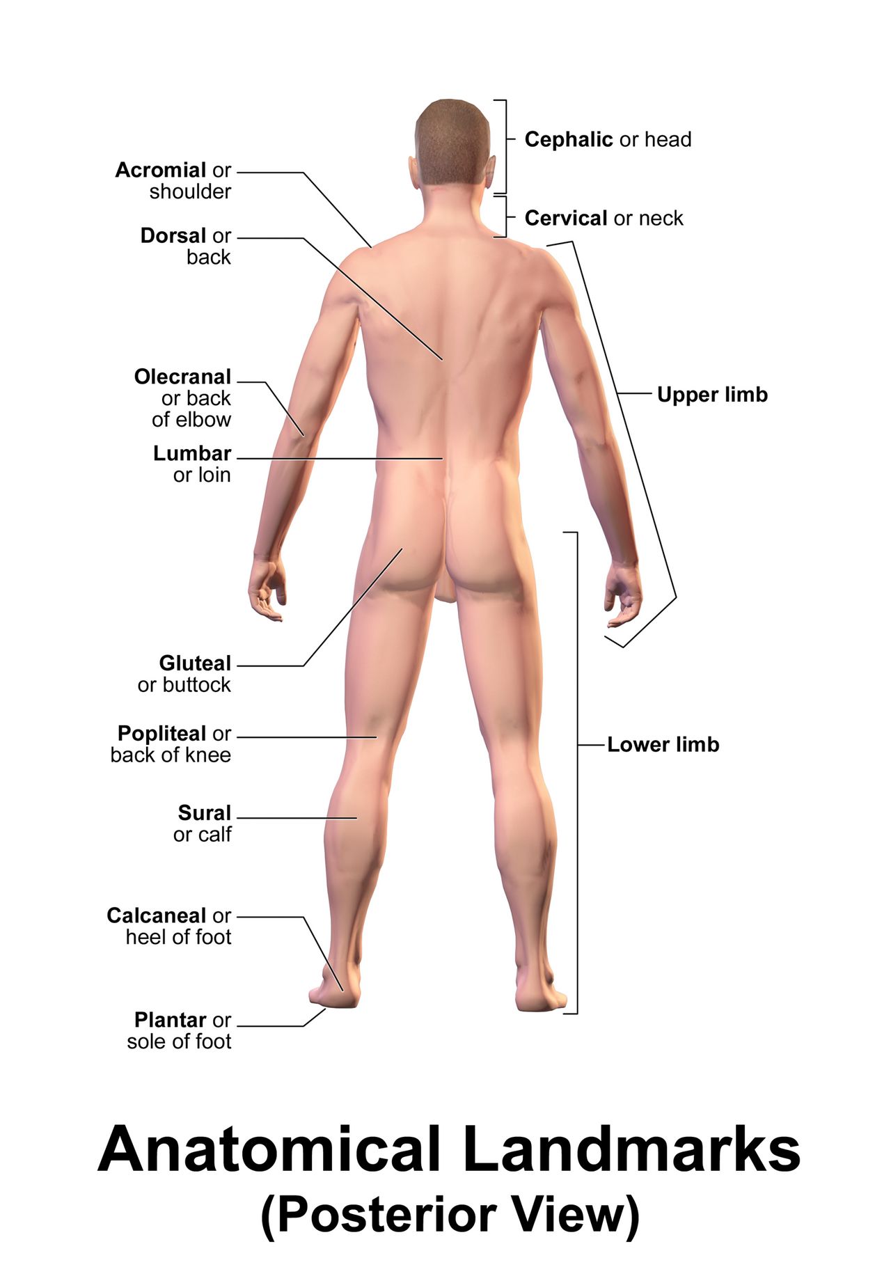 Anatomical illustration of the thyroid gland with its two lobes and connecting isthmus, the four parathyroid glands on the posterior surface, and the trachea below.