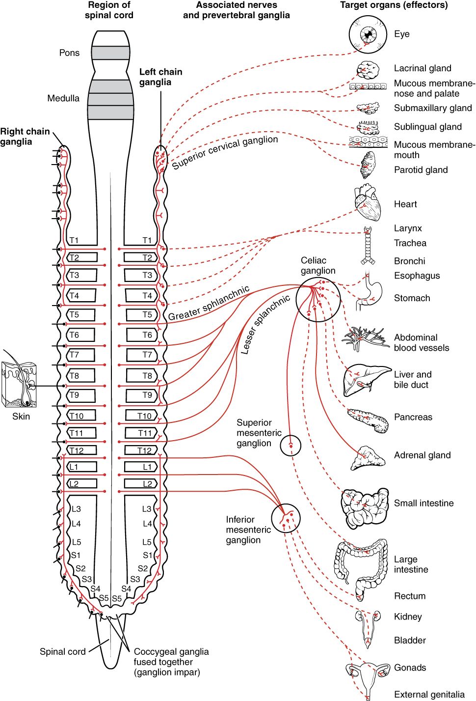 Diagram of the human limbic system highlighting the amygdala, hippocampus and connections to the prefrontal cortex, the circuit that generates and regulates the fear response