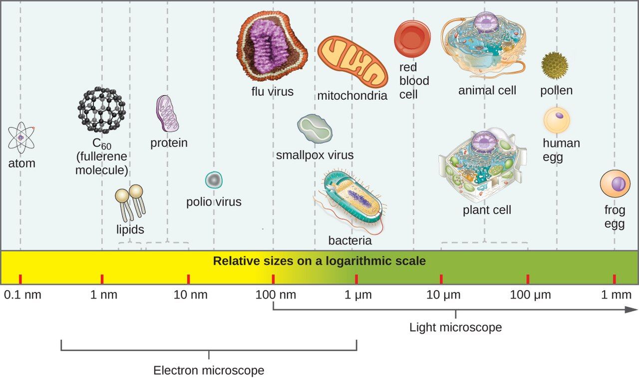 Relative sizes of microorganisms, from viruses to protozoa