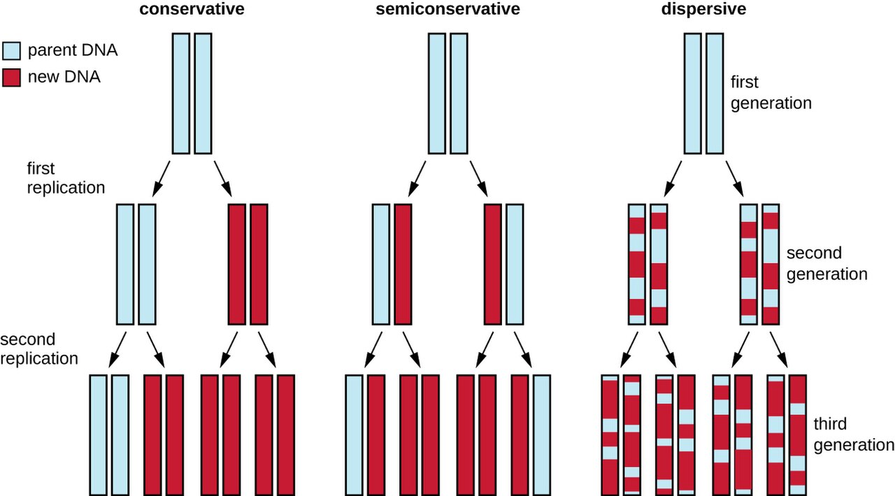 DNA replication at the replication fork, with leading and lagging strands